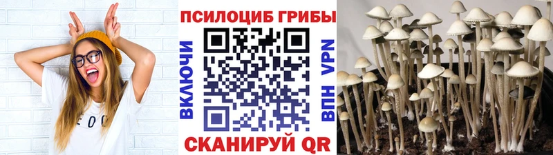 KRAKEN ссылка  цены наркотик  Жердевка  Галлюциногенные грибы GOLDEN TEACHER 